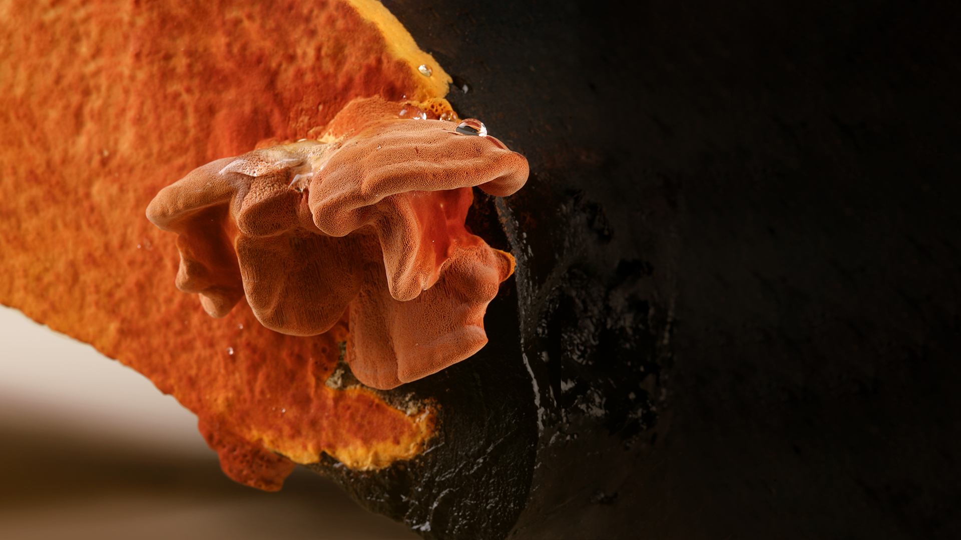 牛耳生技-關於我們