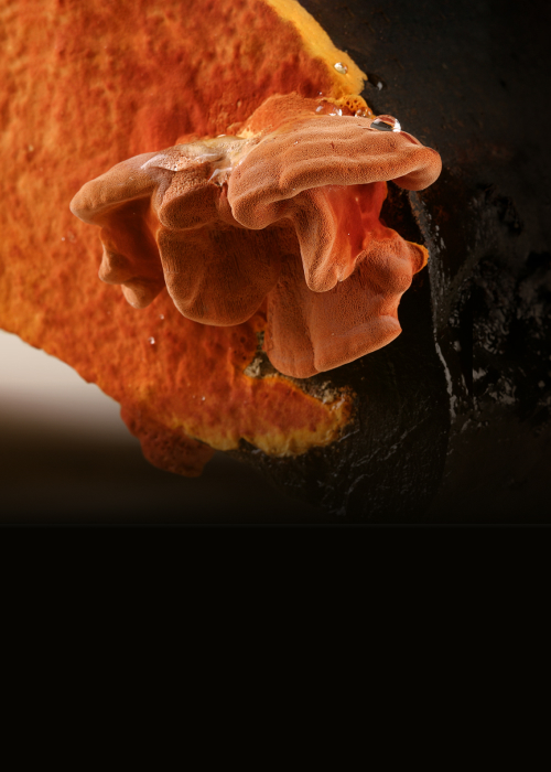 牛耳生技-關於我們