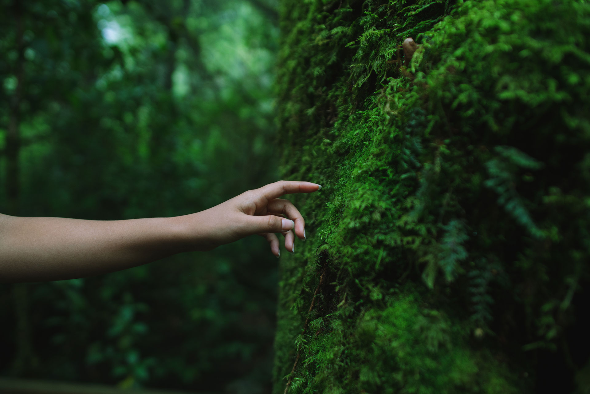 牛樟樹一級國寶級保育樹種