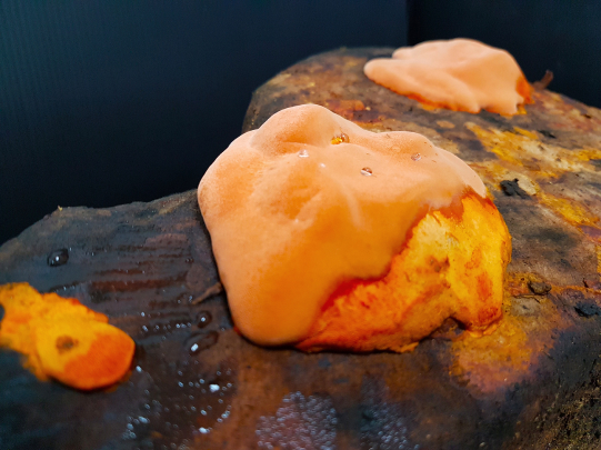 -牛樟芝子實體滴錠